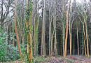 PEMBROKESHIRE WOODLAND